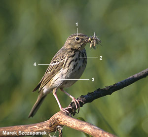 Pipit des arbres (Anthus trivialis)