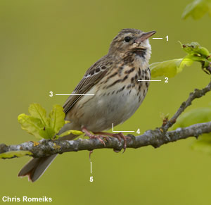 Pipit des arbres (Anthus trivialis)