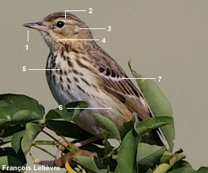 Pipit des arbres (Anthus trivialis)