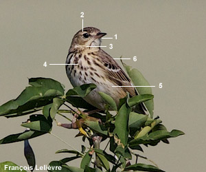 Pipit des arbres (Anthus trivialis)