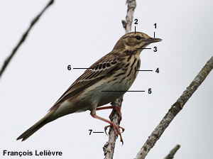 Pipit des arbres (Anthus trivialis)