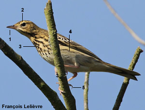 Pipit des arbres (Anthus trivialis)