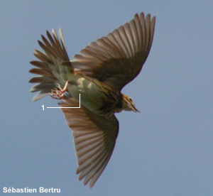 Pipit des arbres (Anthus trivialis)