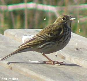 Pipit farlouse (Anthus pratensis)