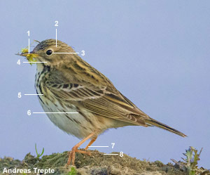 Pipit farlouse (Anthus pratensis)