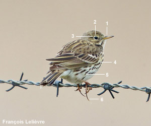 Pipit farlouse (Anthus pratensis)