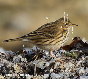 Pipit farlouse (Anthus pratensis)