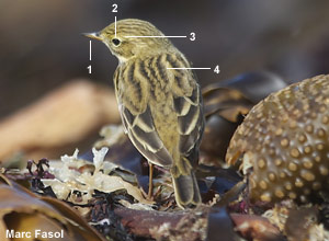 Pipit farlouse (Anthus pratensis)