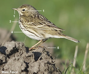 Pipit farlouse (Anthus pratensis)