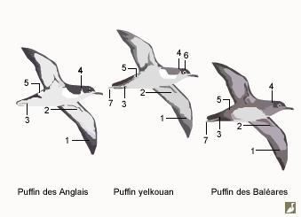 Puffins des Anglais (Puffinus puffinus), yelkouan (Puffinus yelkouan) et des Baléares (Puffinus mauretanicus)