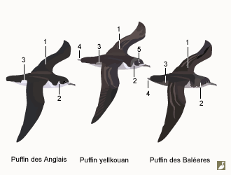 Puffins des Anglais (Puffinus puffinus), yelkouan (Puffinus yelkouan) et des Baléares (Puffinus mauretanicus)