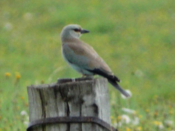 Rollier d'Europe (Coracias garrulus) juvénile