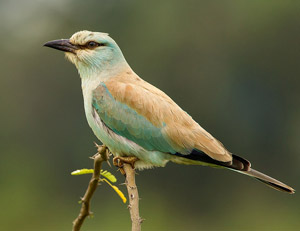 Jeune Rollier d'Europe (Coracias garrulus)