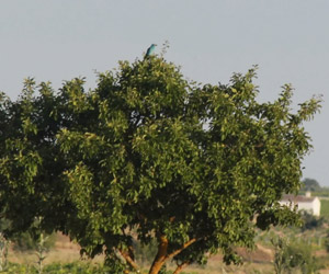 Habitat du Rollier d'Europe (Coracias garrulus)